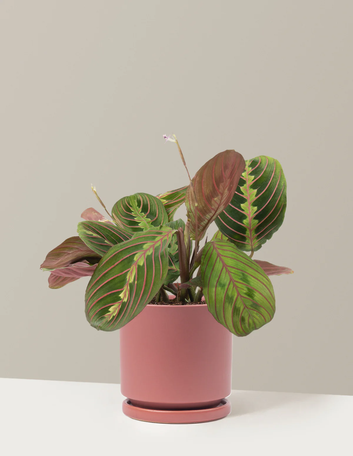 Red Prayer Plant - Image 20