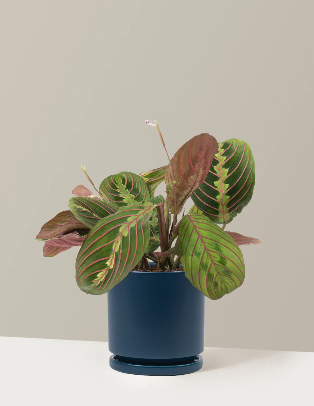Red Prayer Plant - Image 21