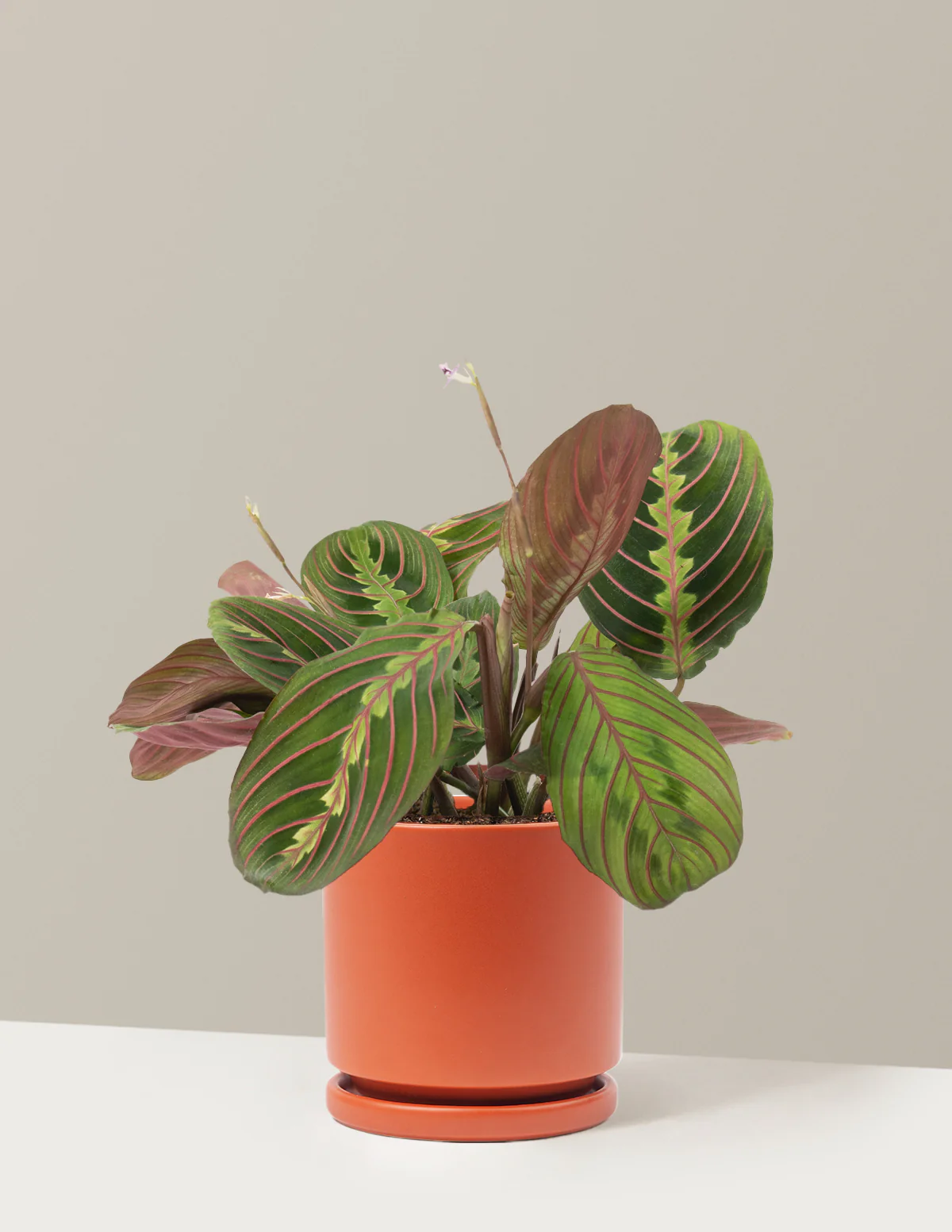 Red Prayer Plant - Image 22