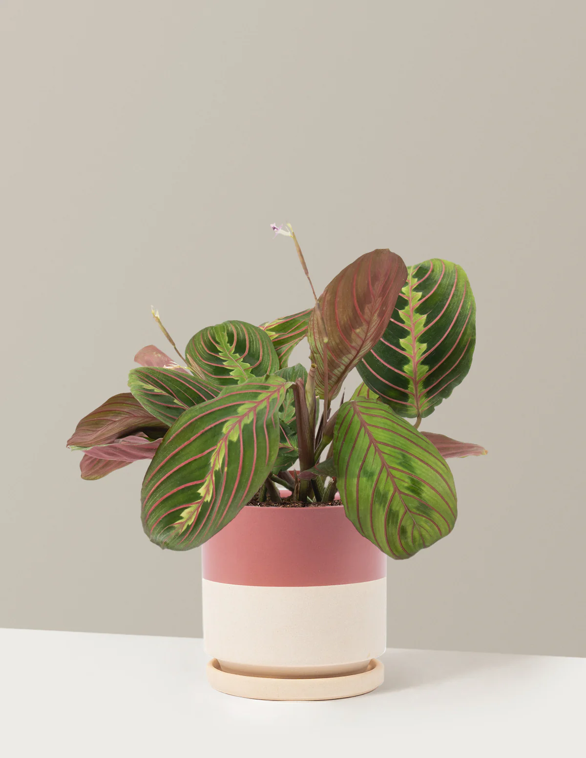 Red Prayer Plant - Image 23