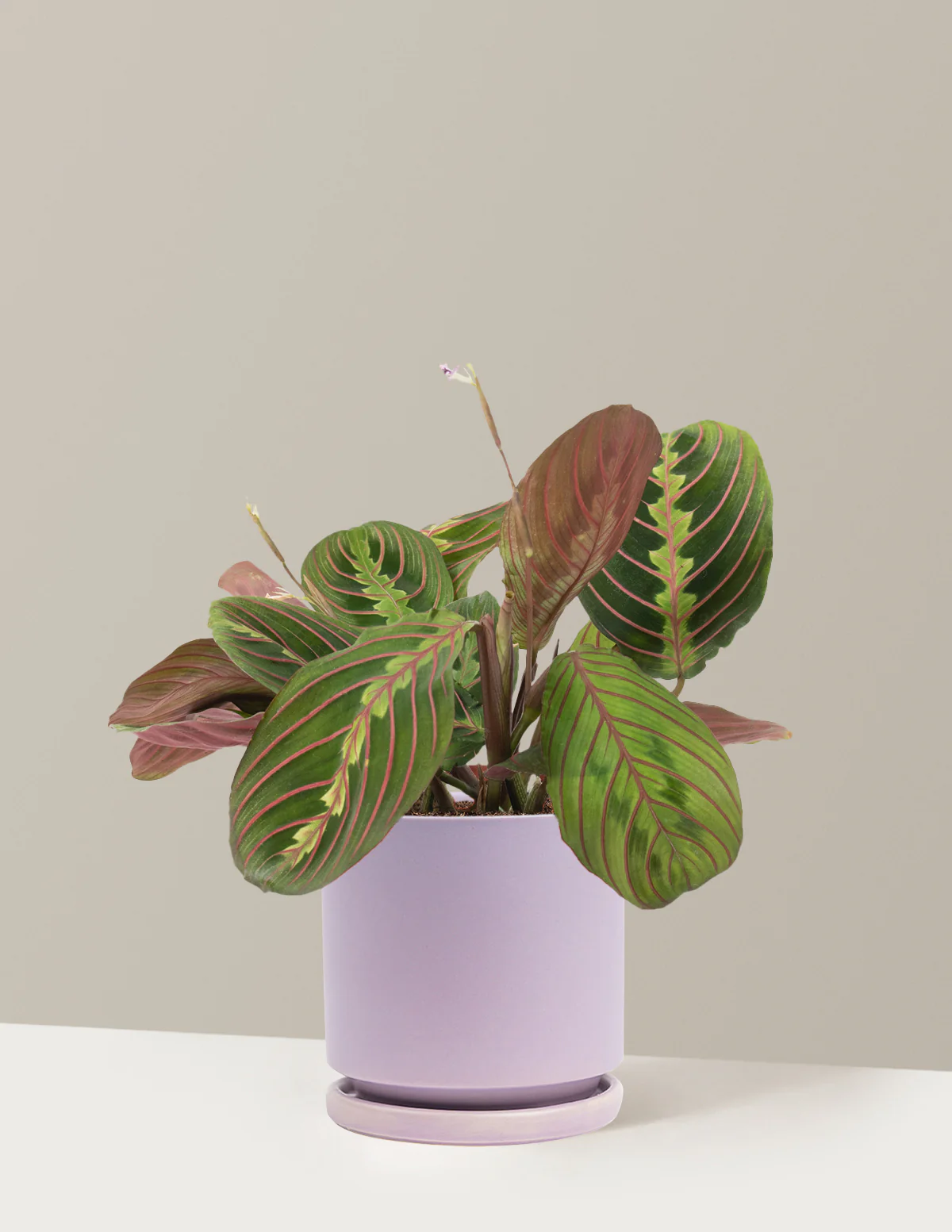 Red Prayer Plant - Image 24