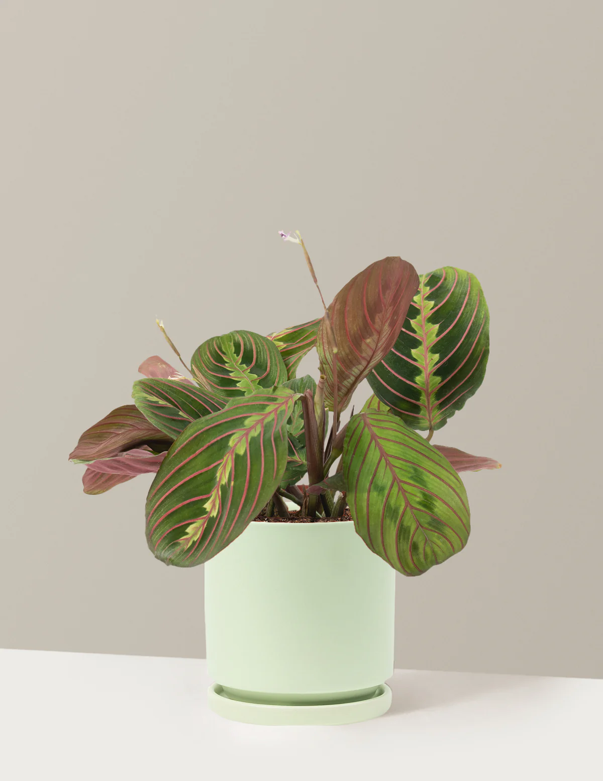 Red Prayer Plant - Image 25