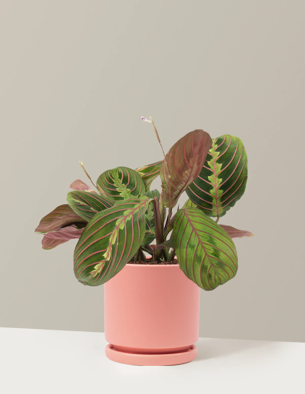 Red Prayer Plant - Image 3