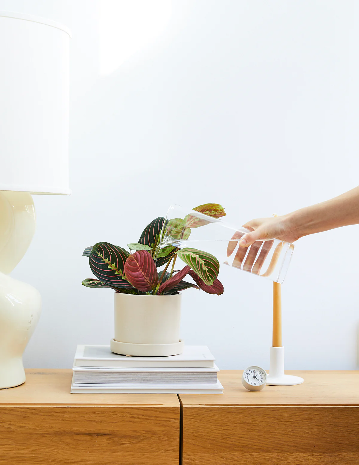 Red Prayer Plant - Image 5
