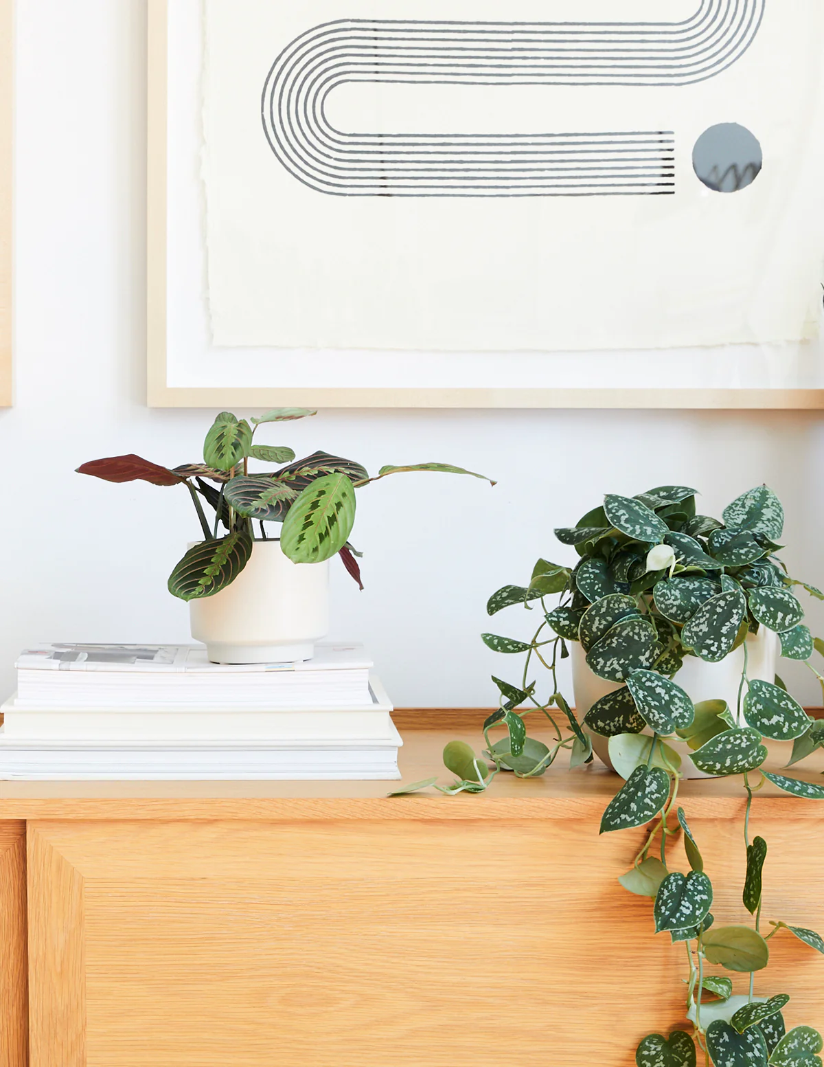 Red Prayer Plant - Image 6