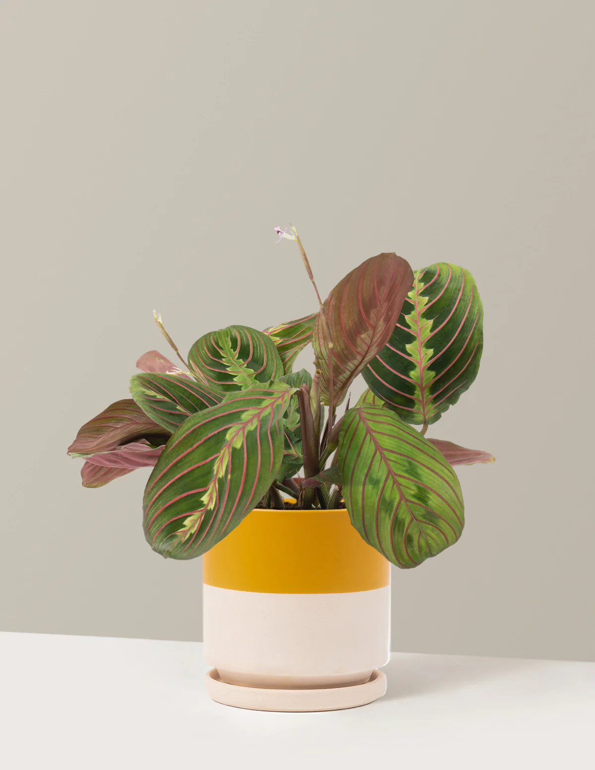 Red Prayer Plant - Image 7