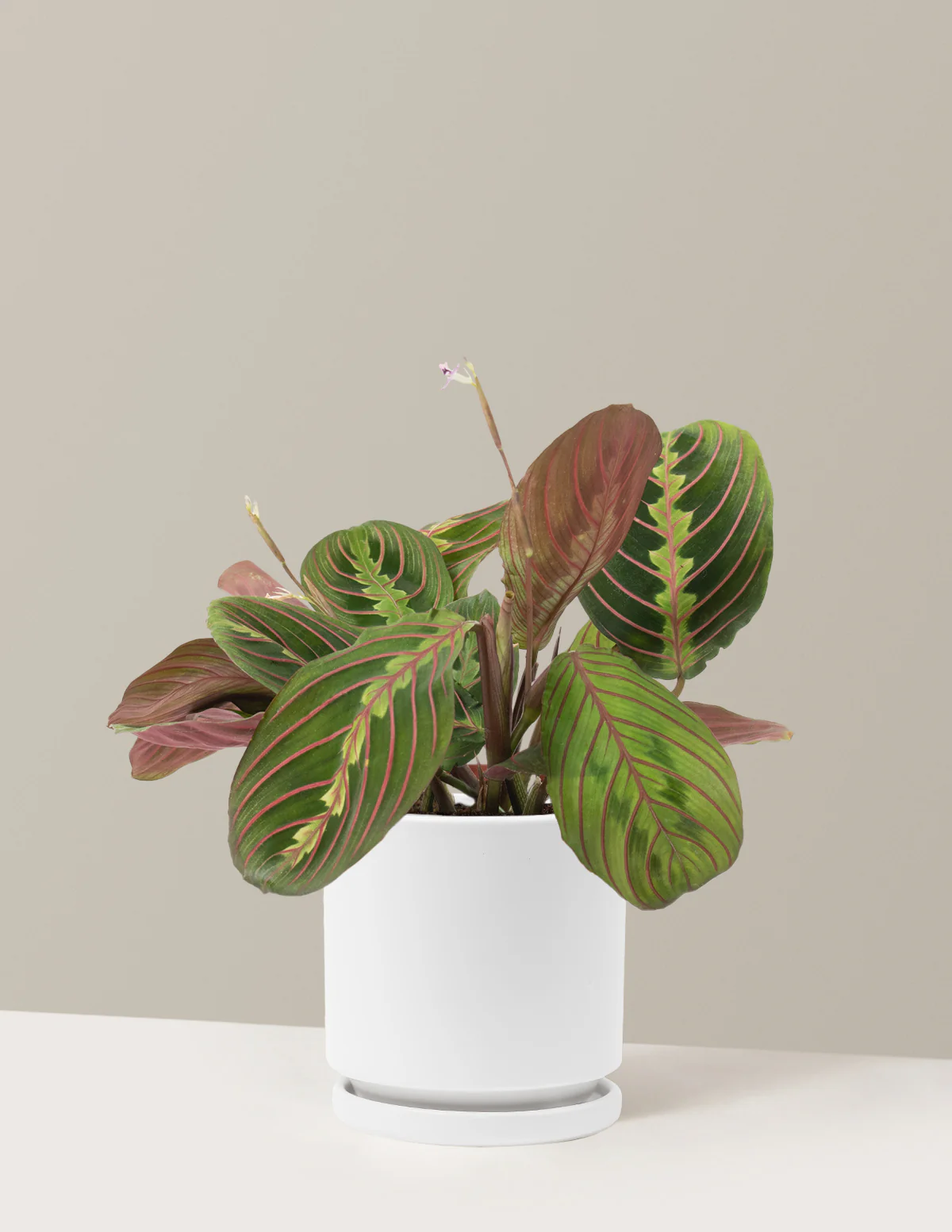 Red Prayer Plant - Image 8