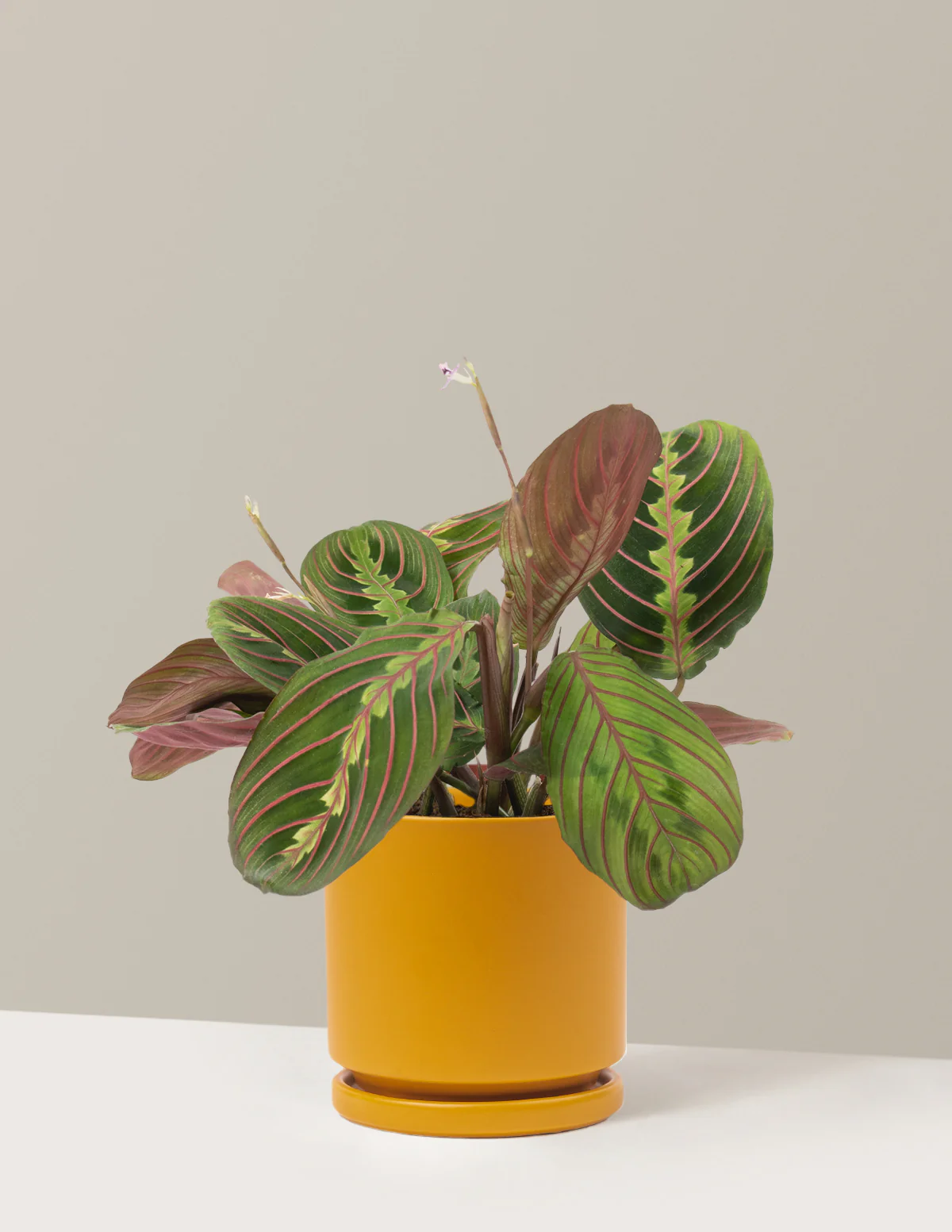Red Prayer Plant - Image 9