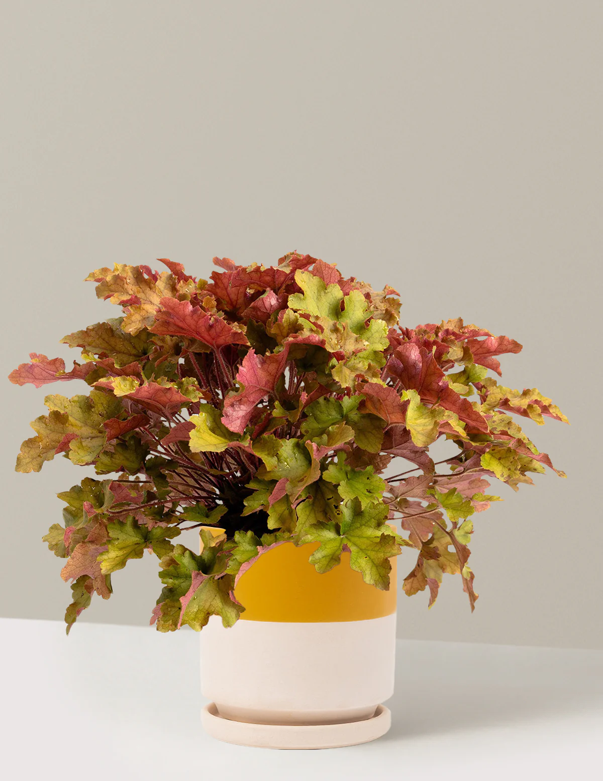 Marmalade Heuchera - Image 11