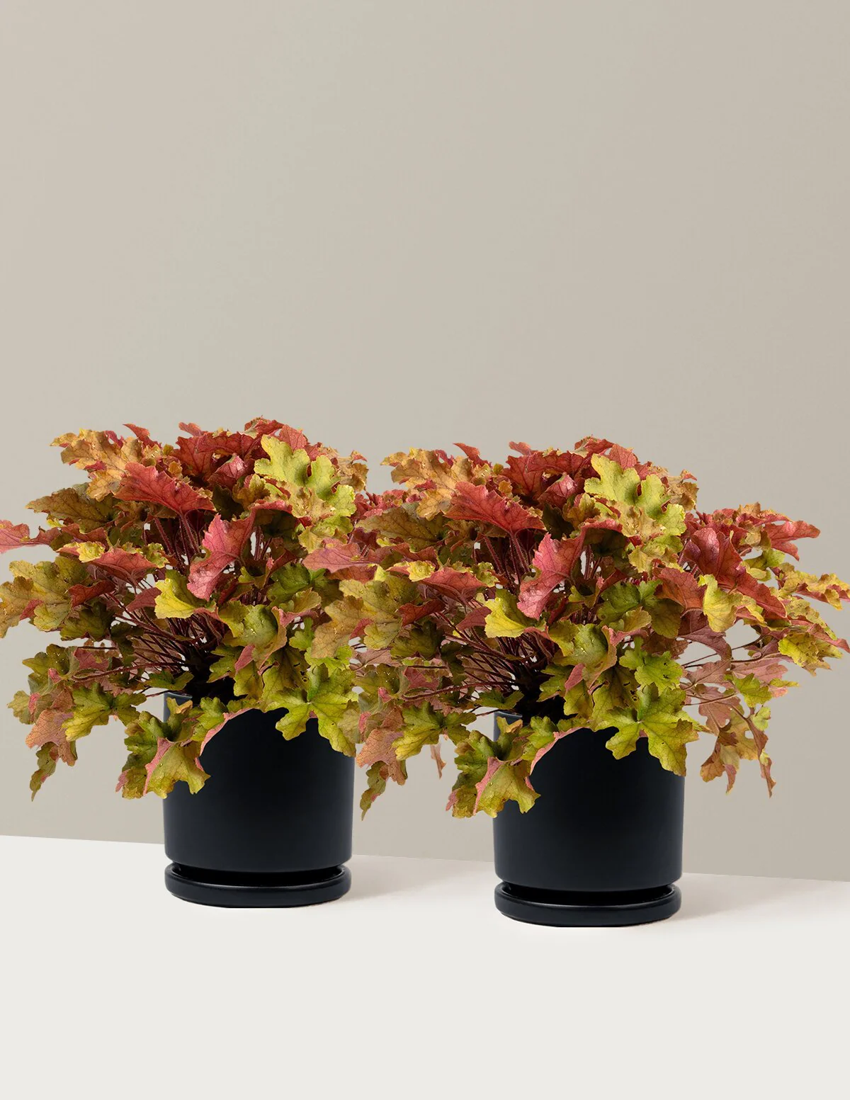 Marmalade Heuchera - Image 12