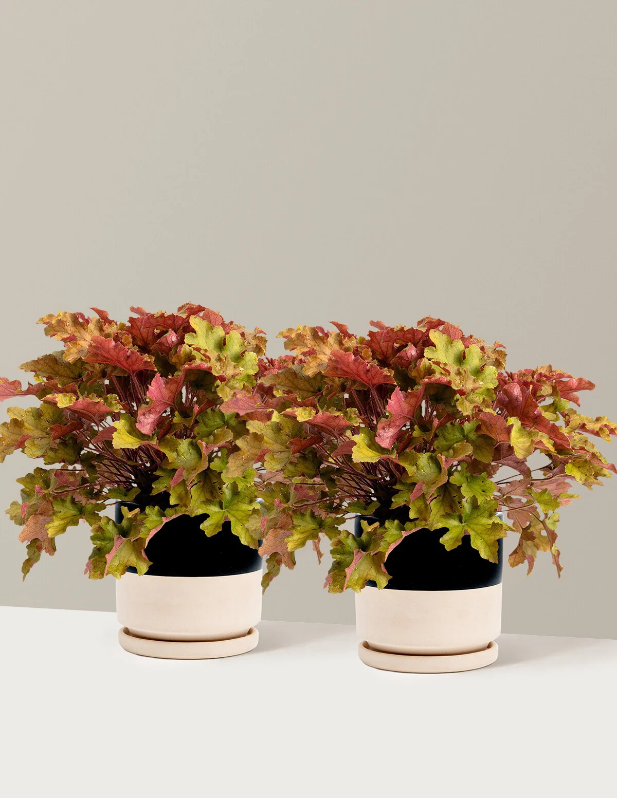 Marmalade Heuchera - Image 13