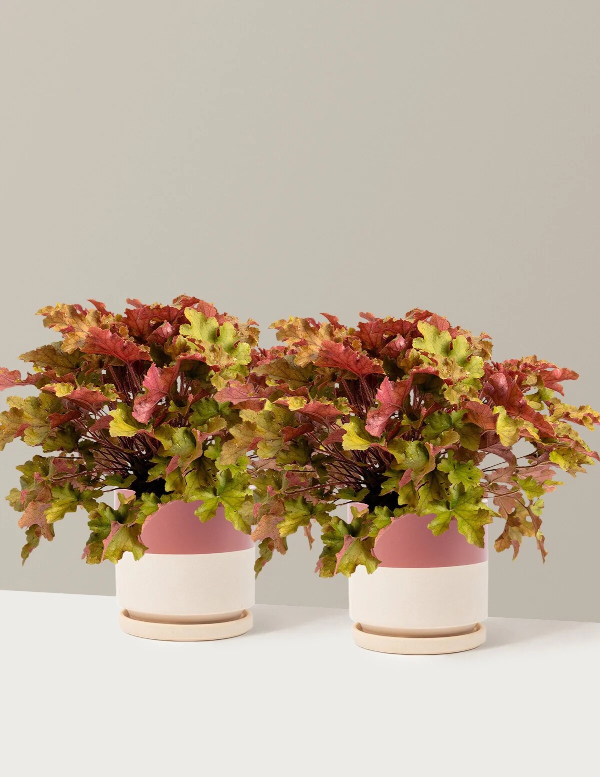Marmalade Heuchera - Image 14
