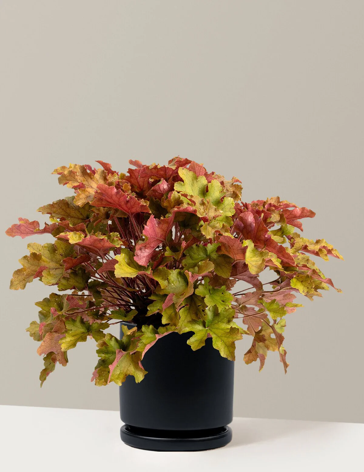 Marmalade Heuchera - Image 15