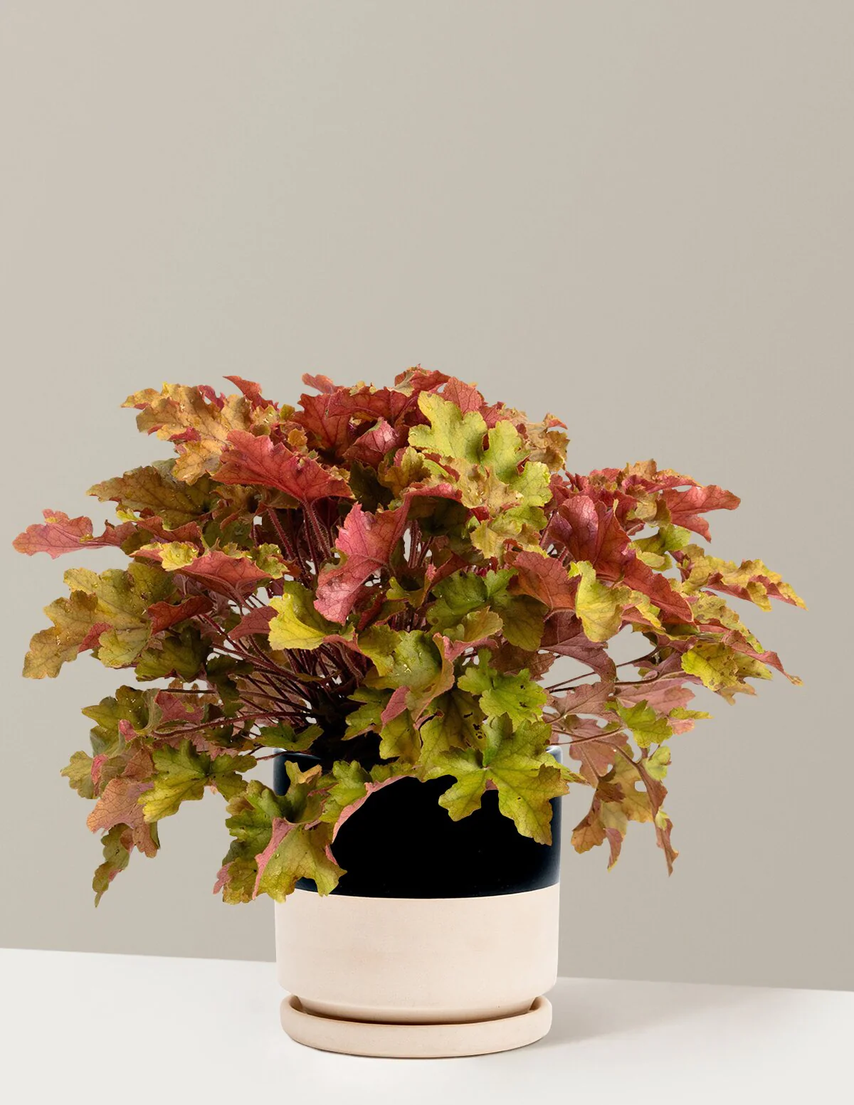 Marmalade Heuchera - Image 16
