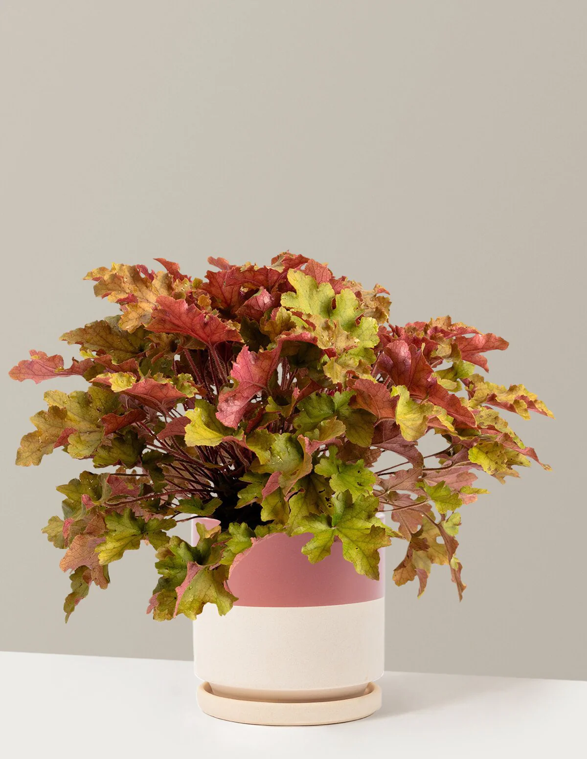 Marmalade Heuchera - Image 17