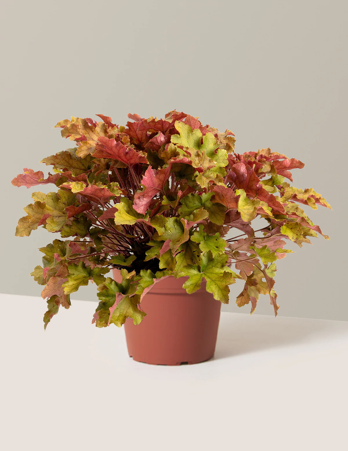 Marmalade Heuchera - Image 3