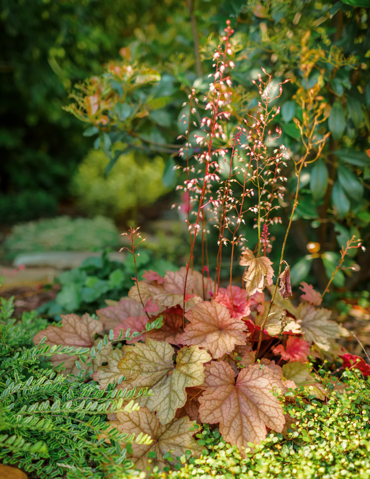 Marmalade Heuchera - Image 4