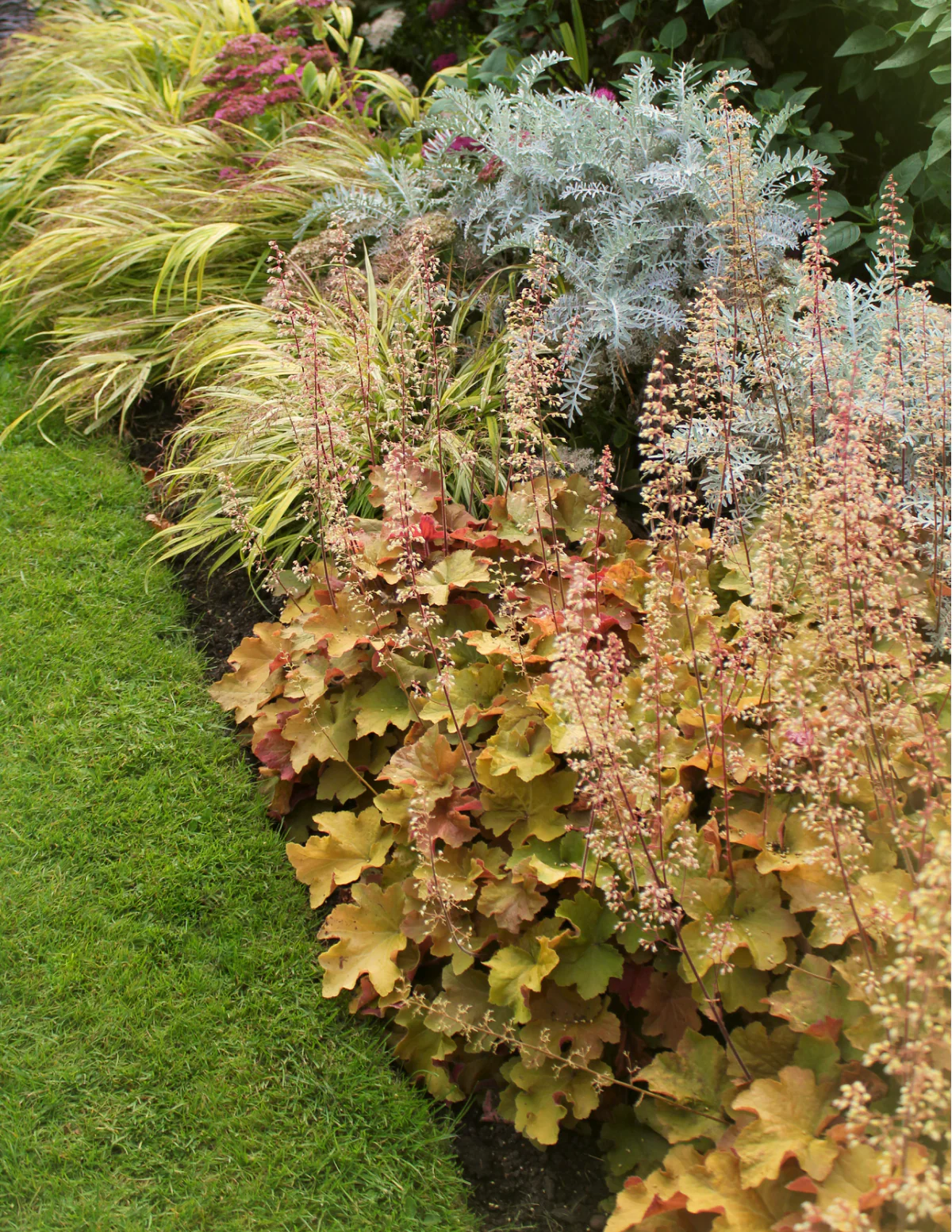 Marmalade Heuchera - Image 5