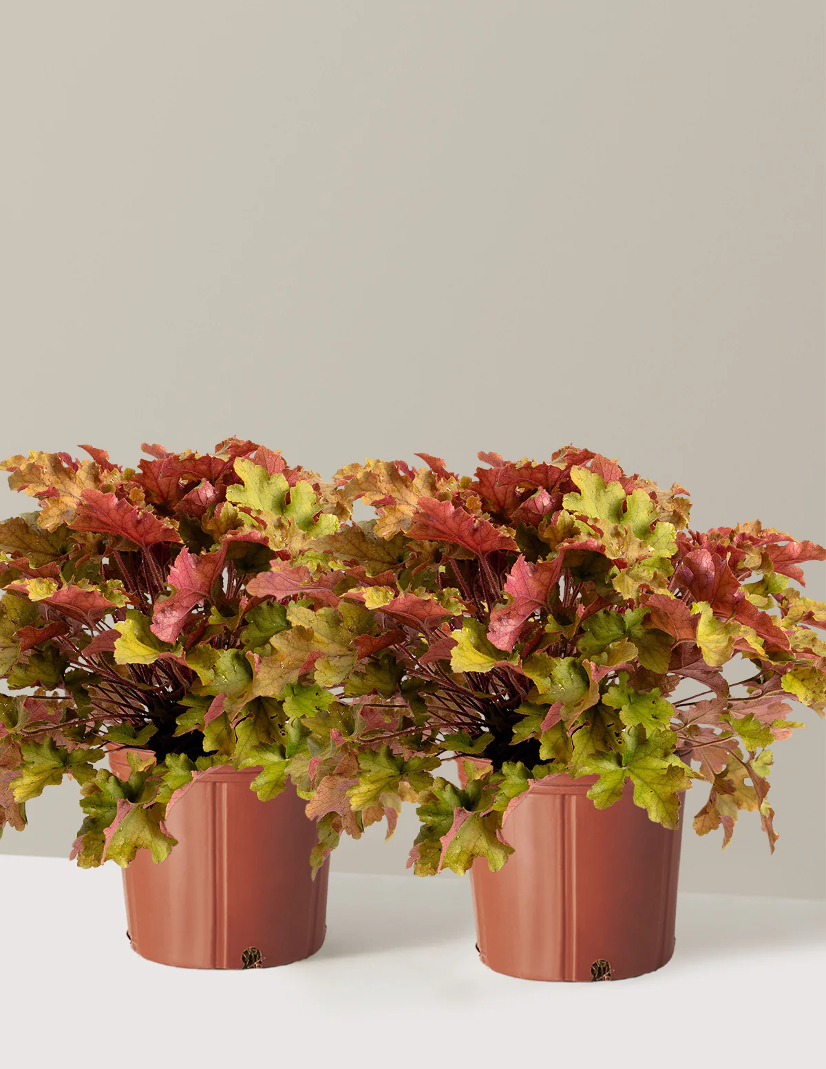 Marmalade Heuchera - Image 6