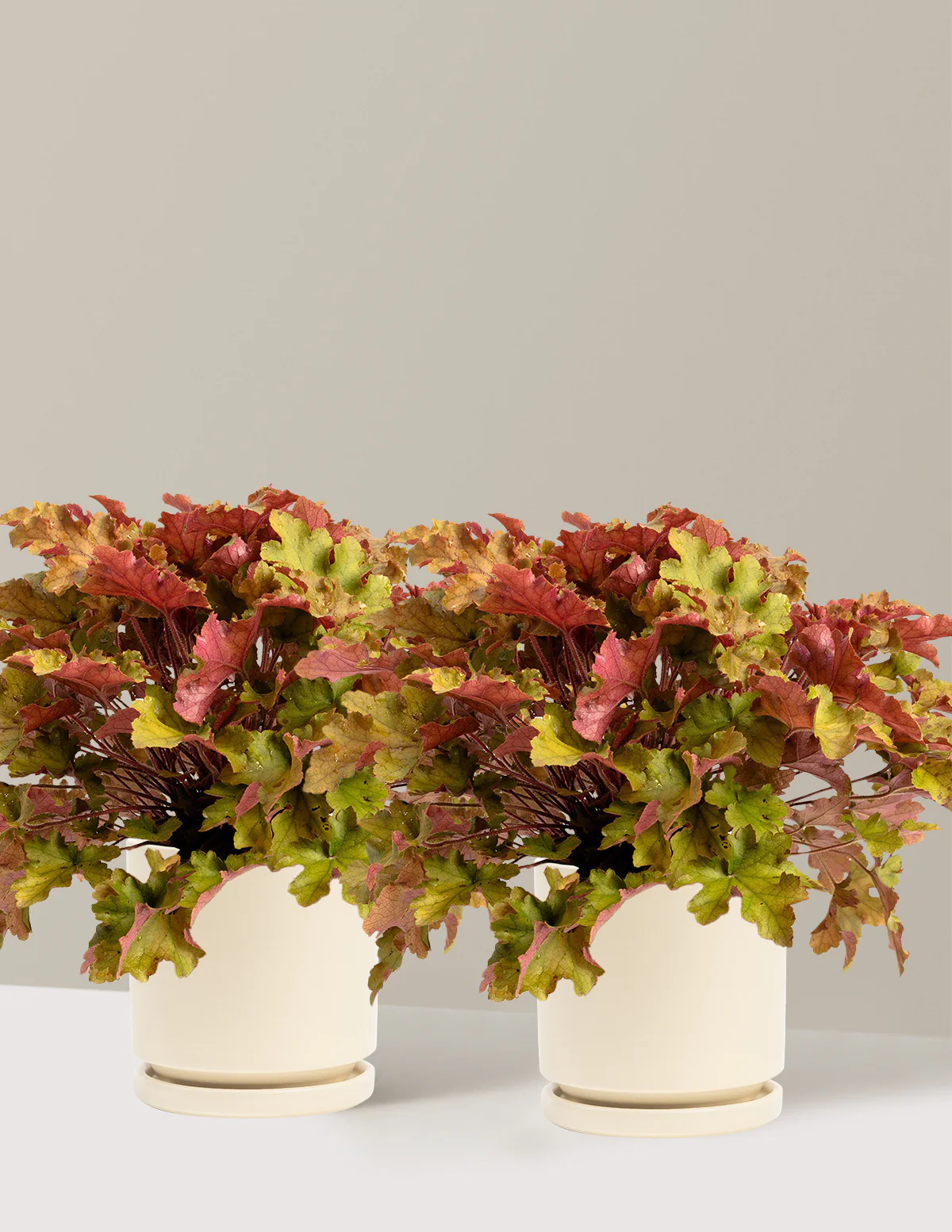 Marmalade Heuchera - Image 7