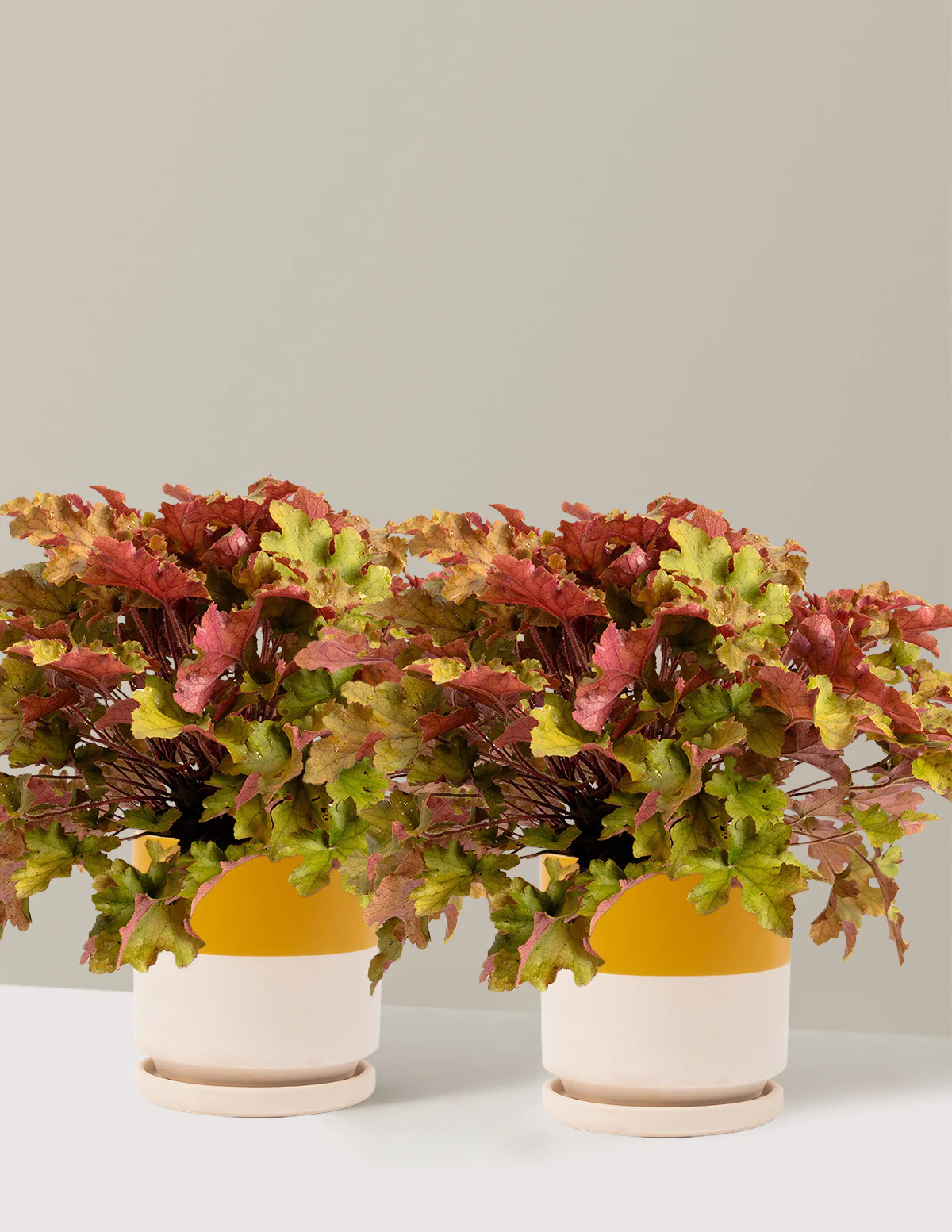 Marmalade Heuchera - Image 8