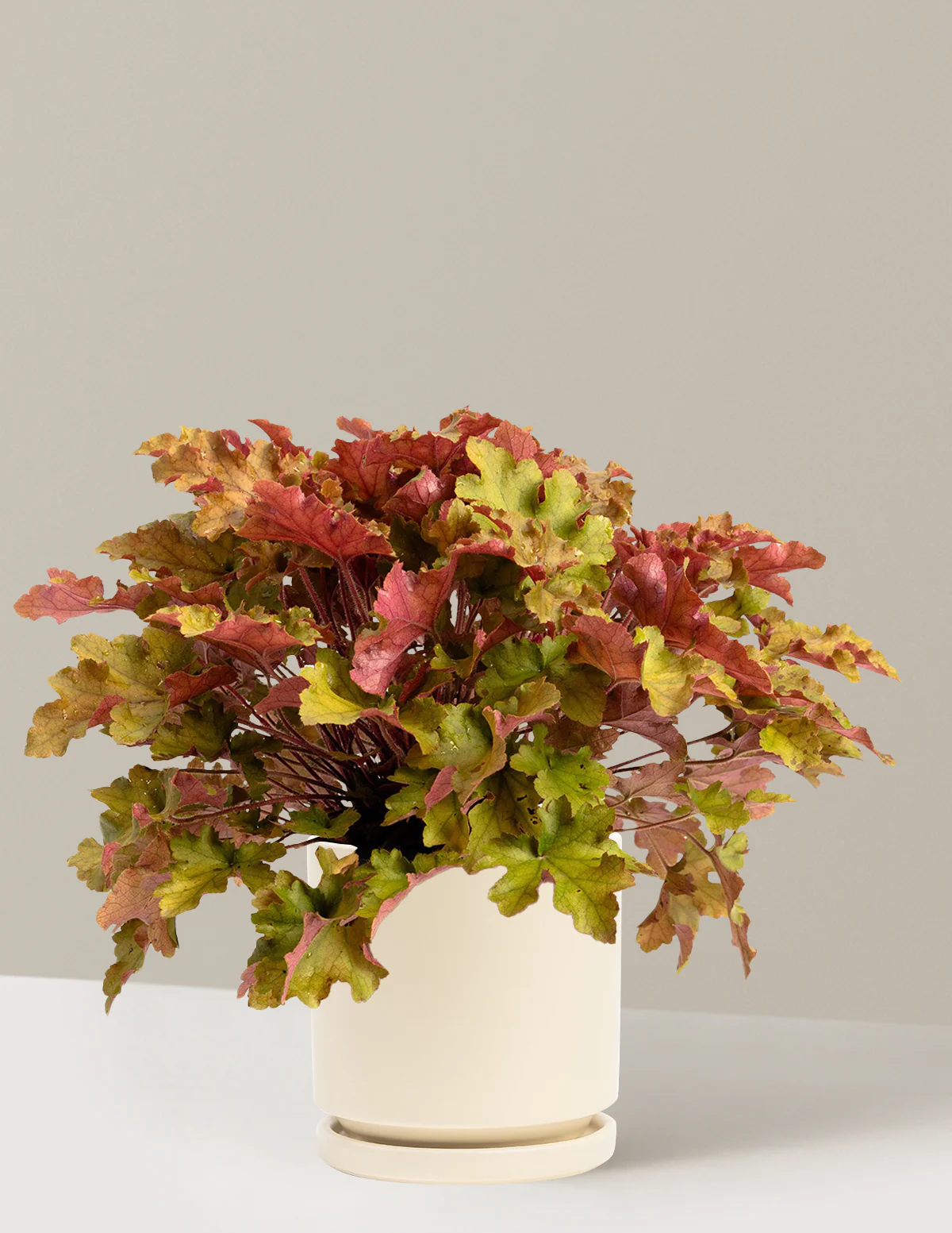 Marmalade Heuchera - Image 9