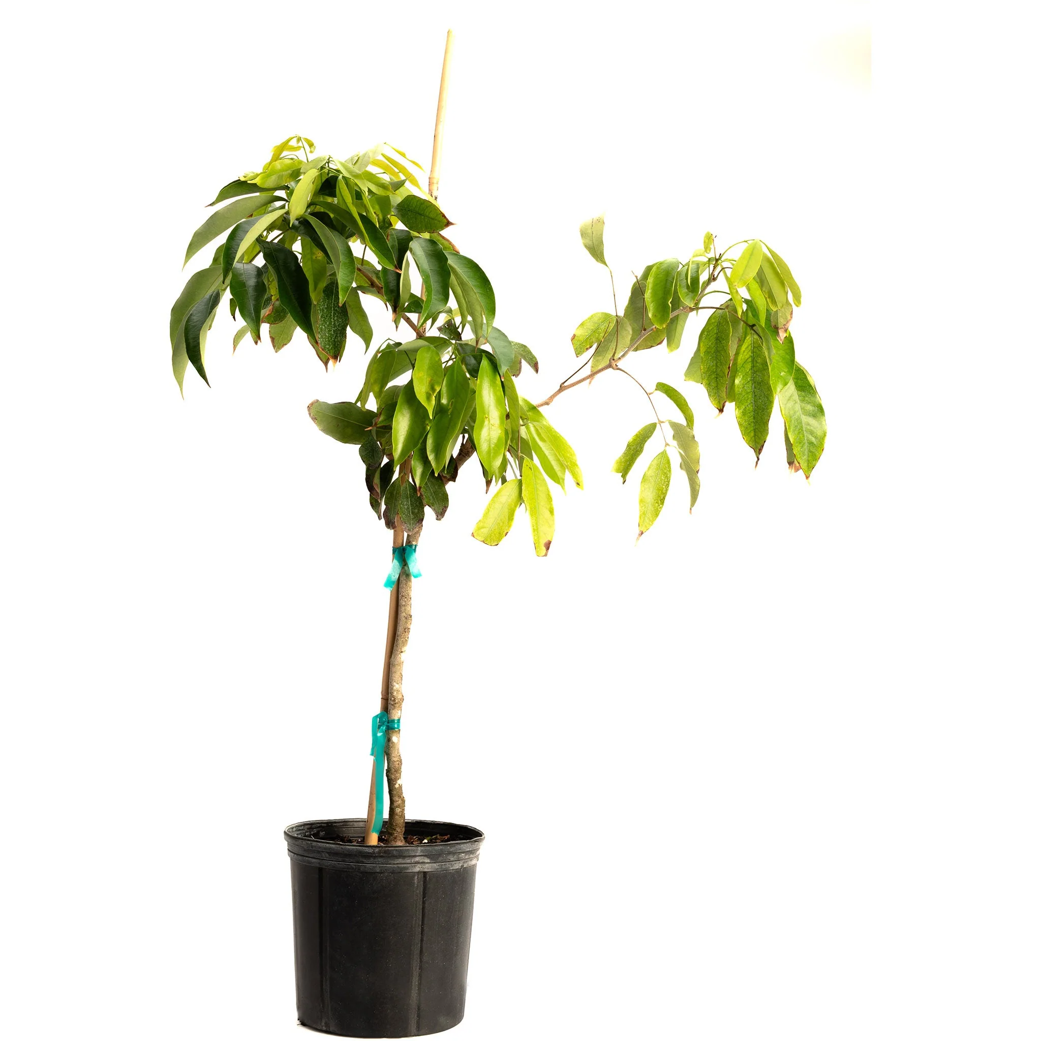 Mauritius Lychee - Image 10