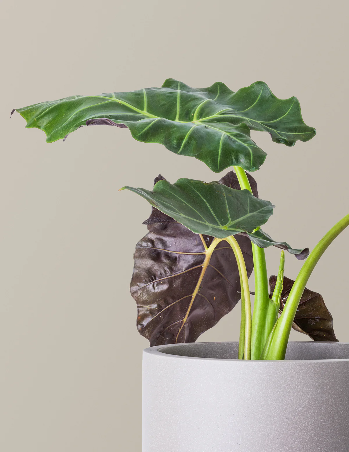 Mayan Mask Alocasia - Image 4