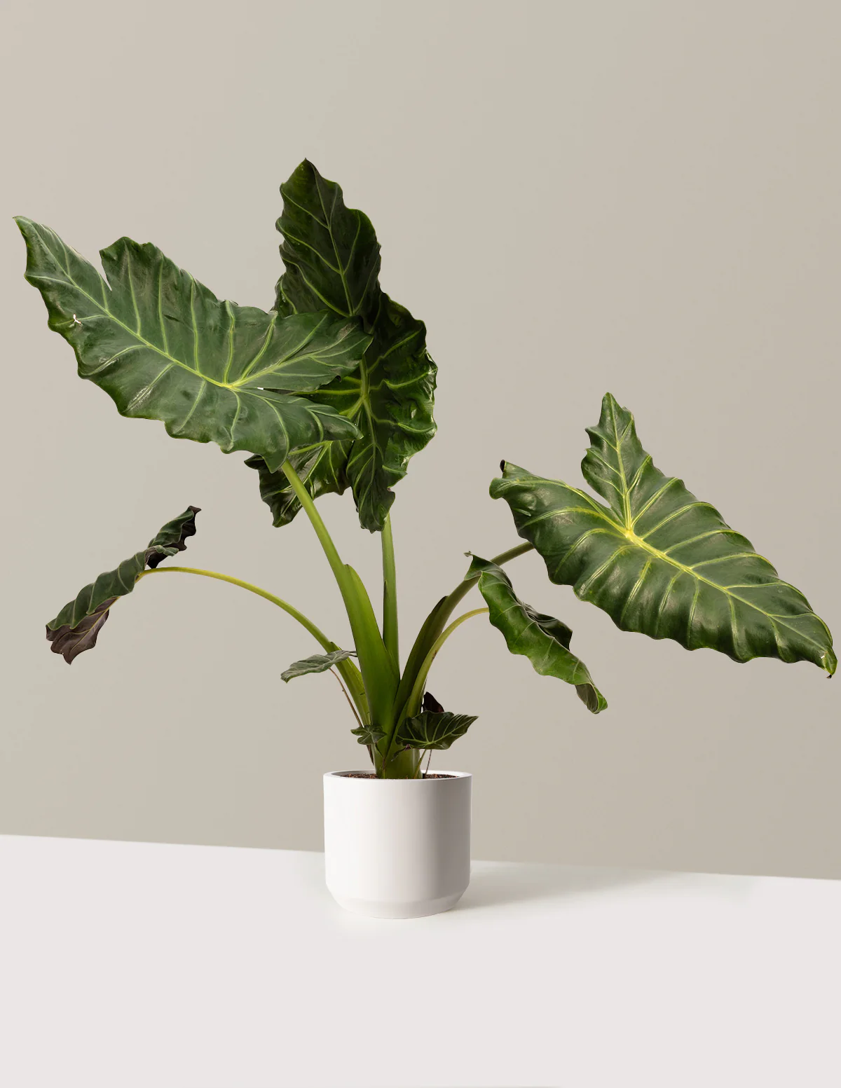 Mayan Mask Alocasia - Image 6