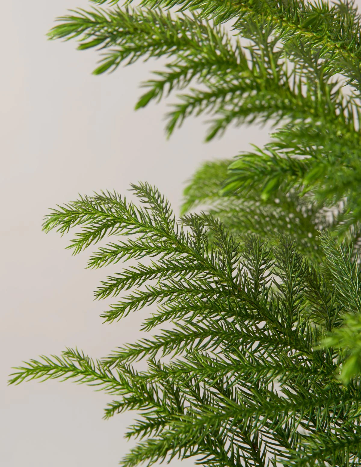 Holiday Duo Deluxe - Image 8
