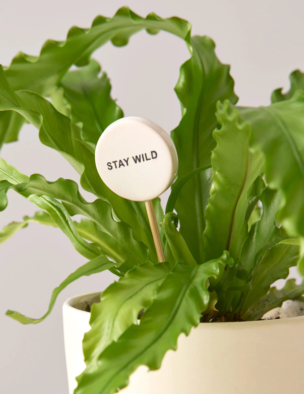 Ceramic Gift Message Pops - Image 6