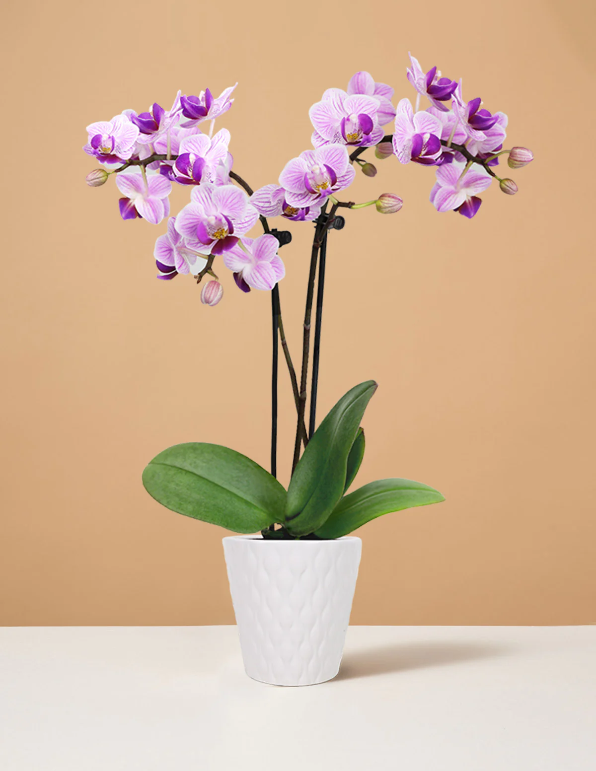 Mini Orchid - Image 10