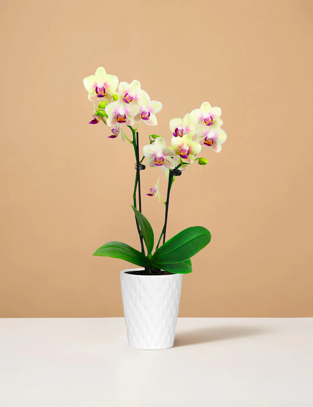 Mini Orchid - Image 11