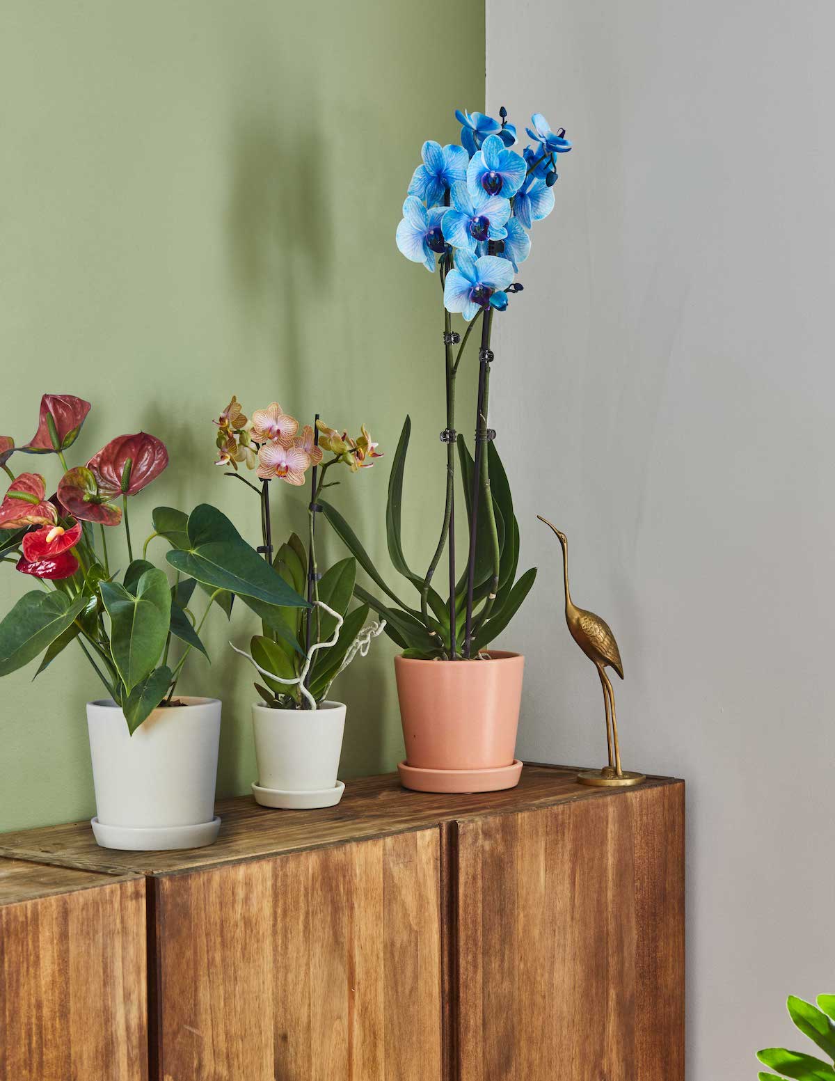 Mini Orchid - Image 12