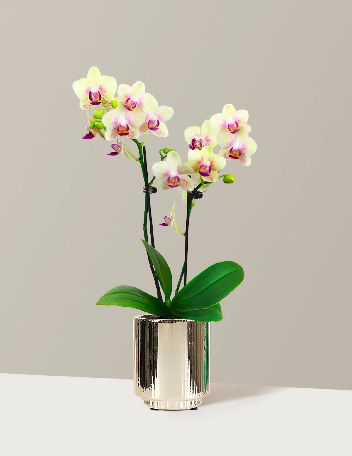 Mini Orchid - Image 14