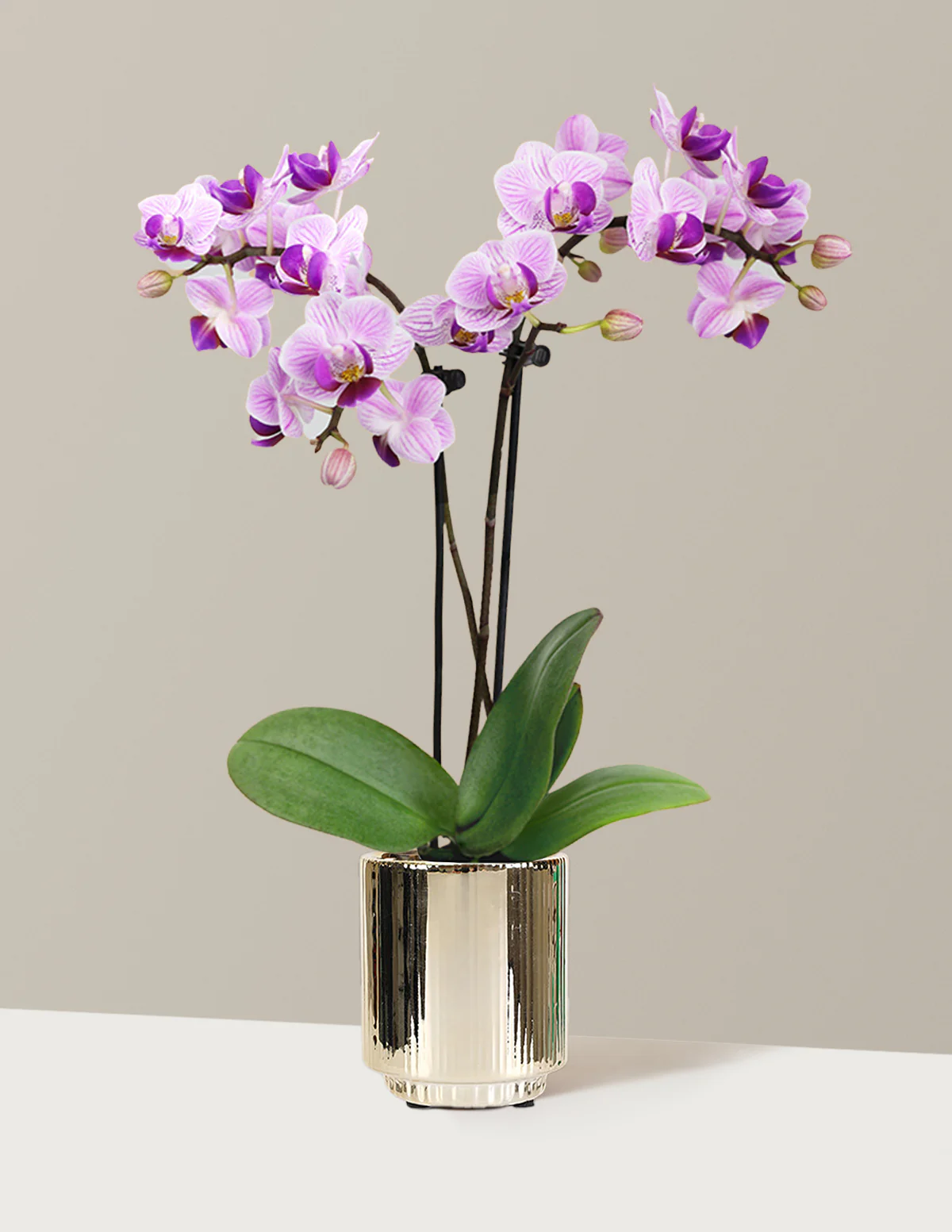 Mini Orchid - Image 15