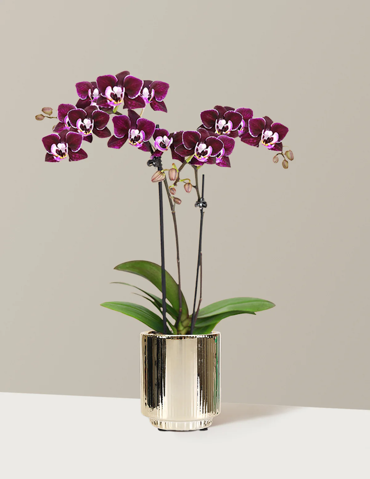 Mini Orchid - Image 16