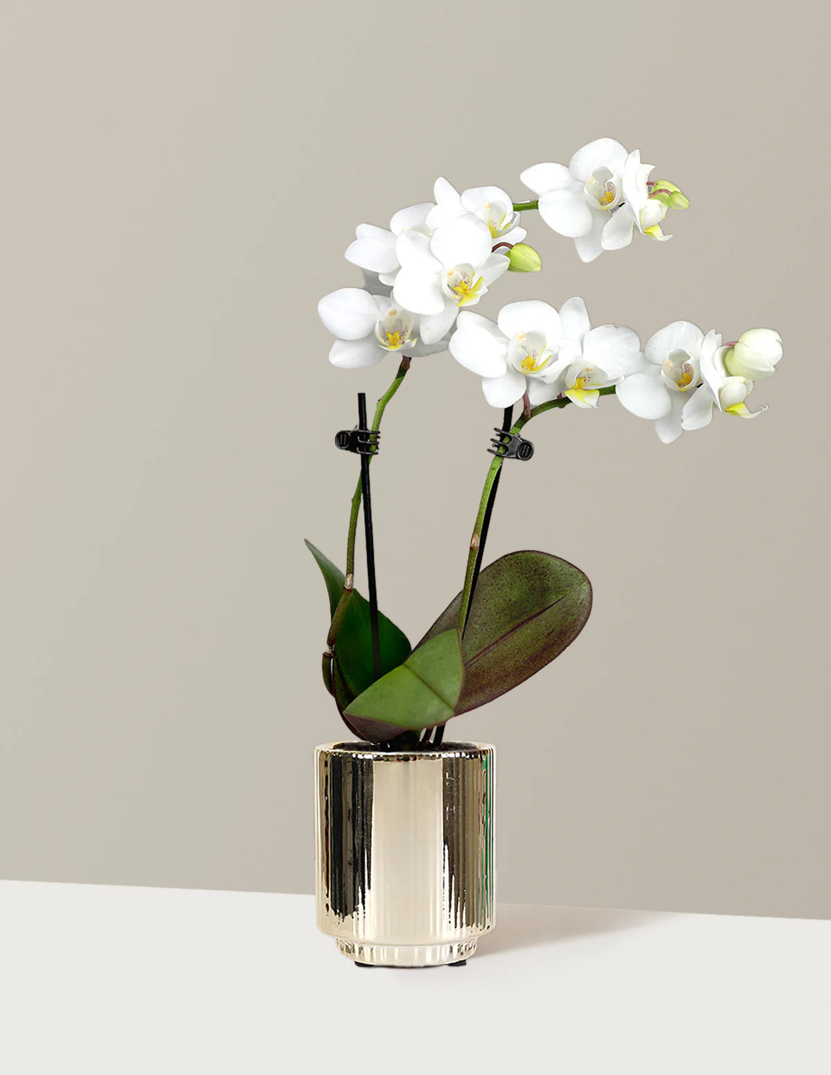Mini Orchid - Image 17