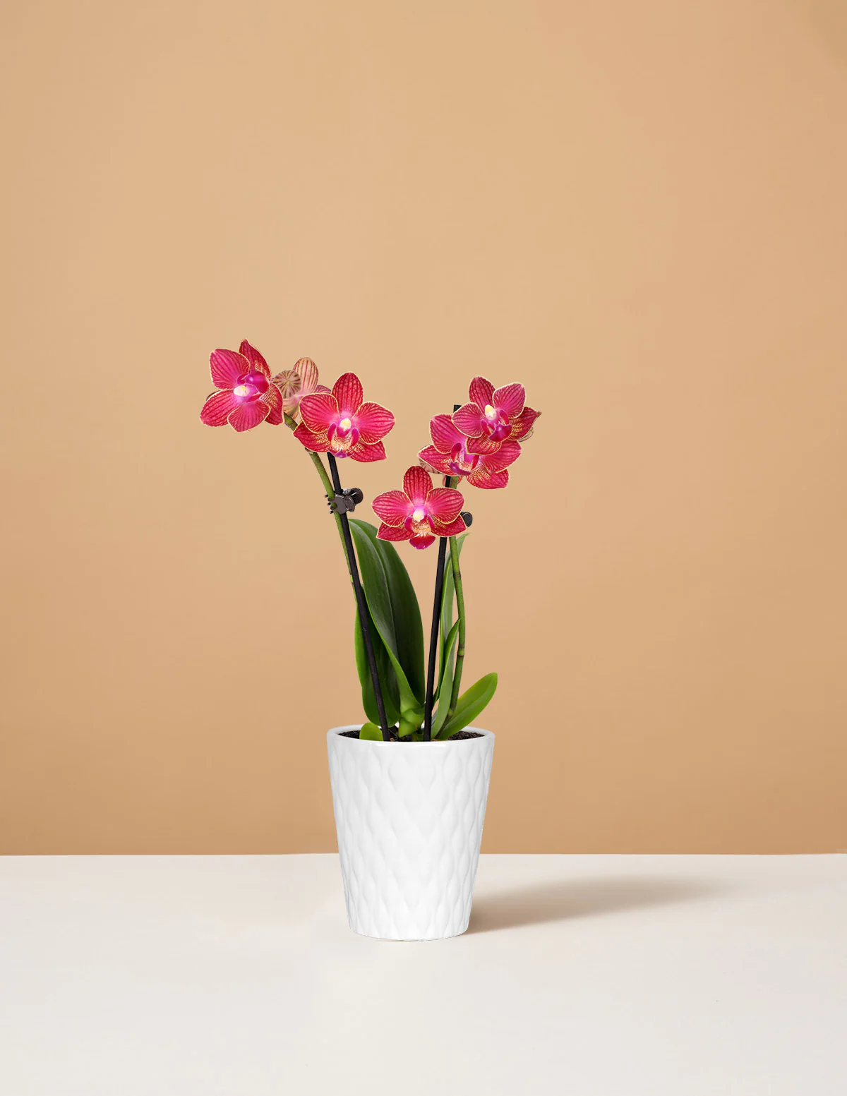 Mini Orchid - Image 7