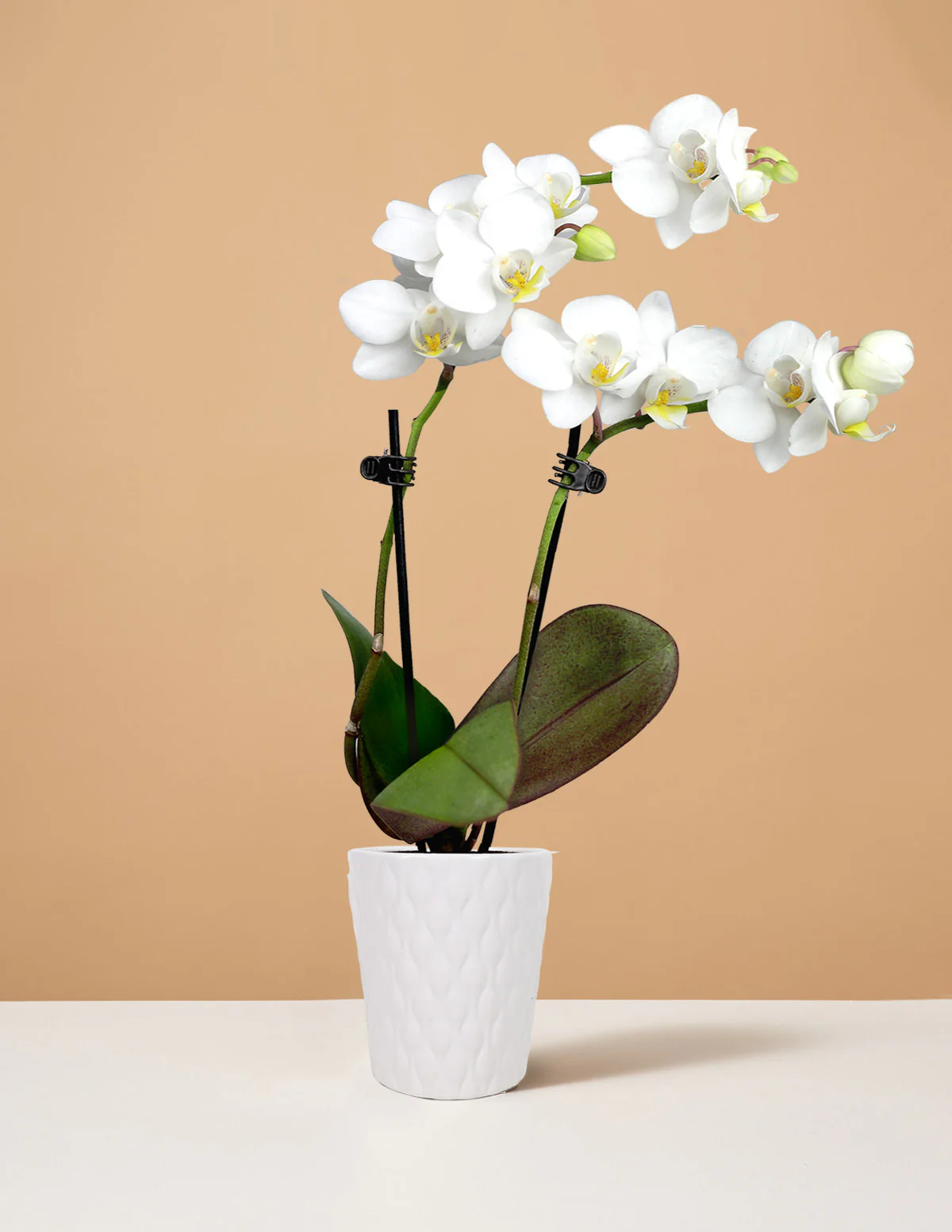 Mini Orchid - Image 8