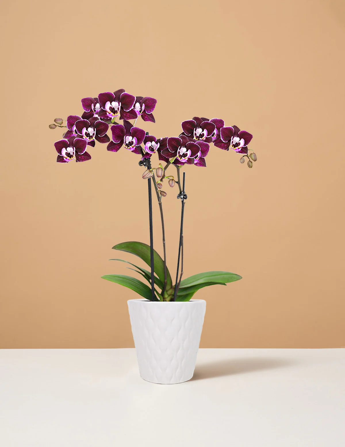 Mini Orchid - Image 9