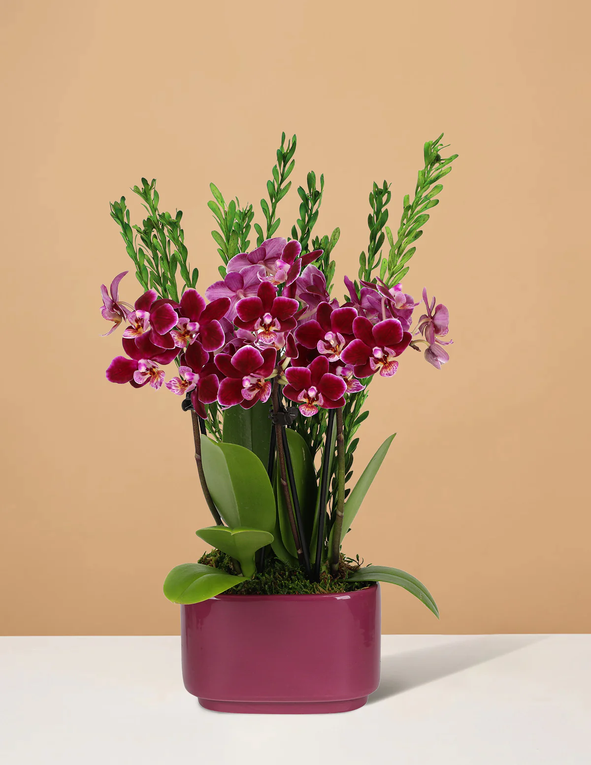 Small Double Orchid - Image 5