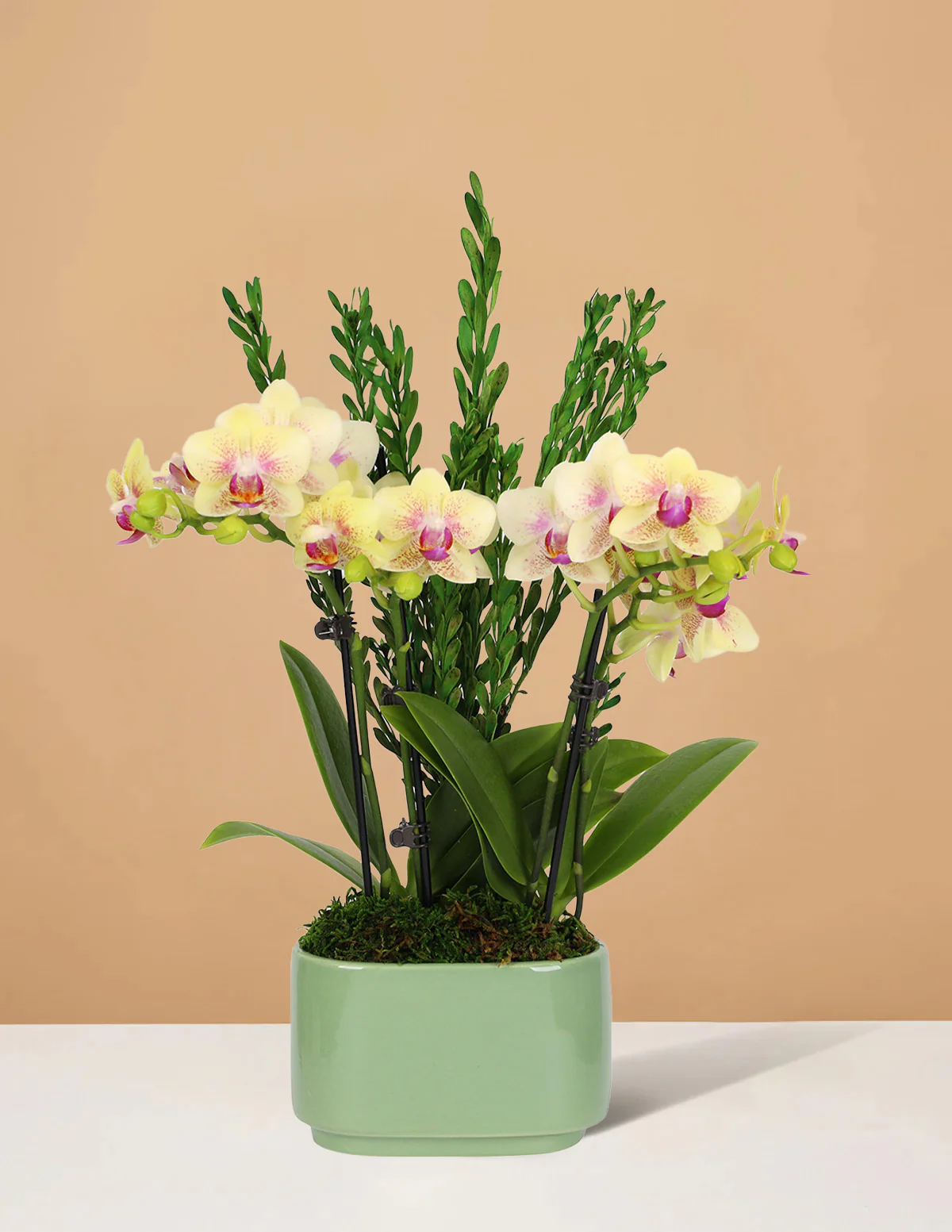 Small Double Orchid - Image 7