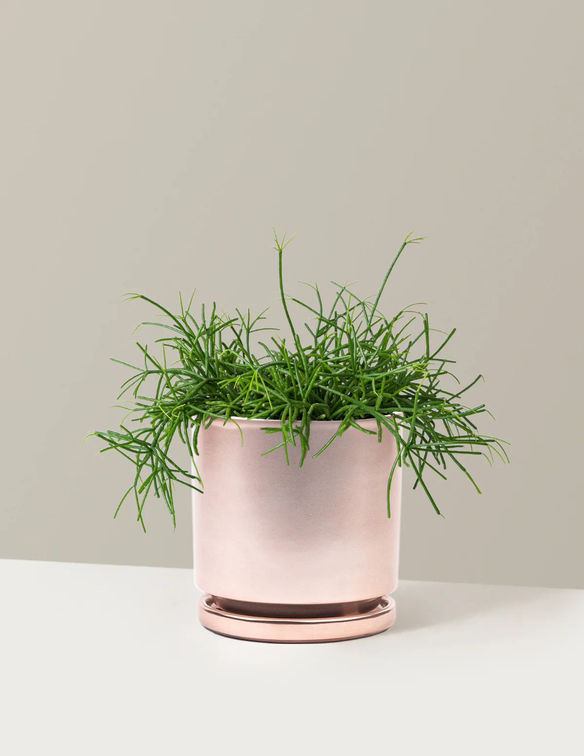Mistletoe Cactus - Image 10