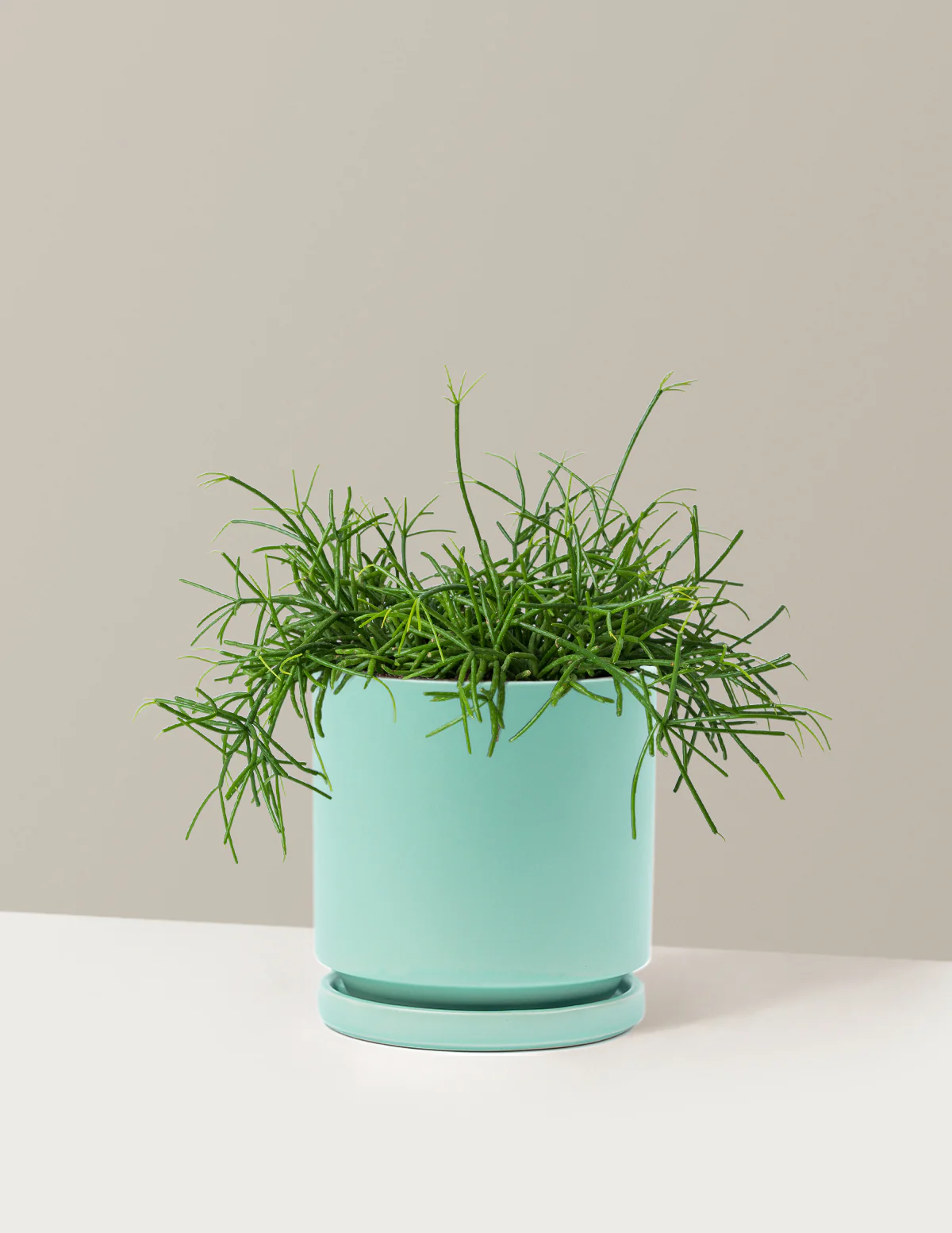 Mistletoe Cactus - Image 11
