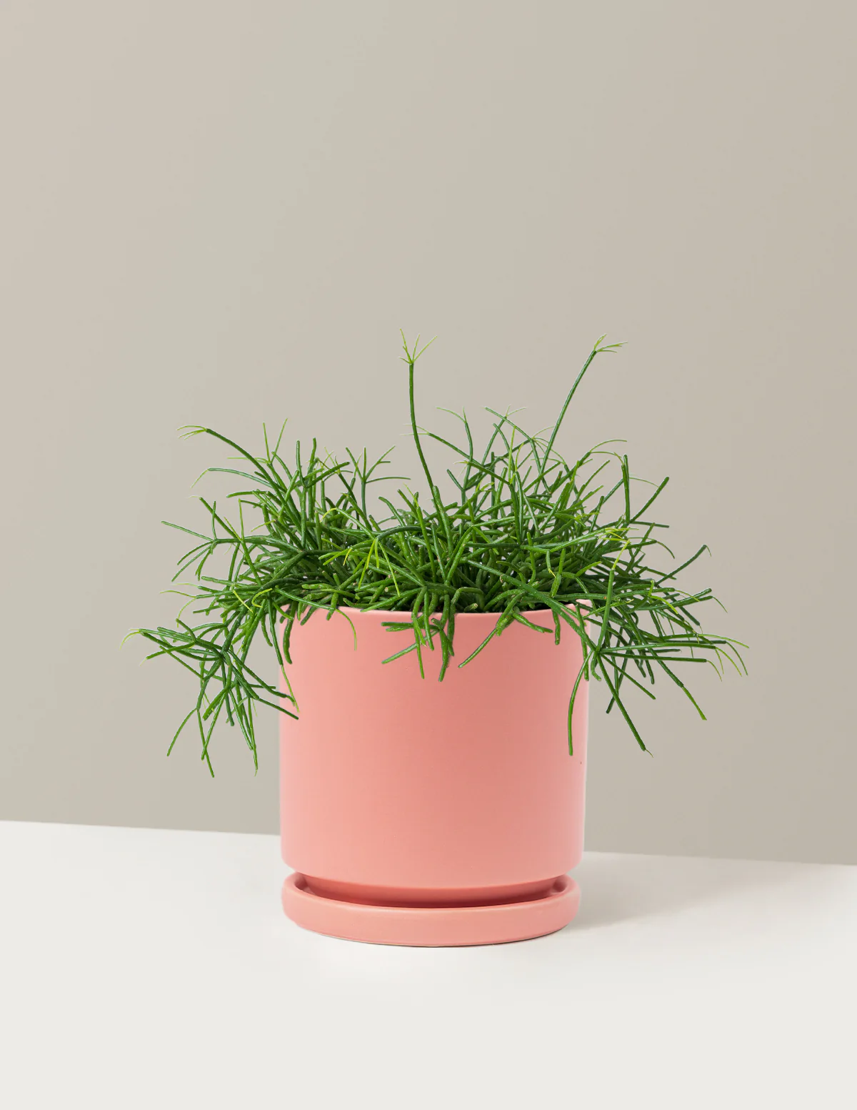 Mistletoe Cactus - Image 12