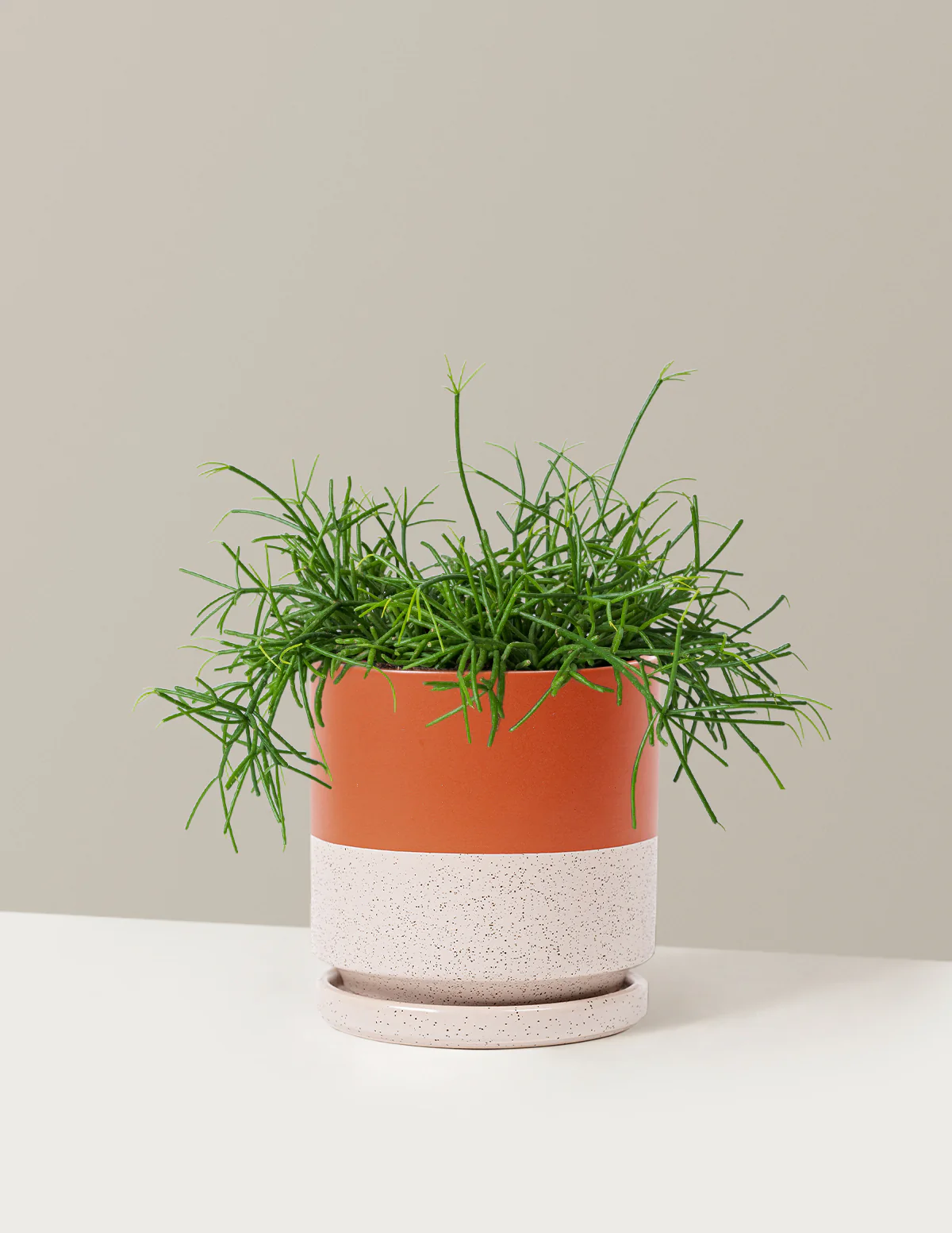 Mistletoe Cactus - Image 13