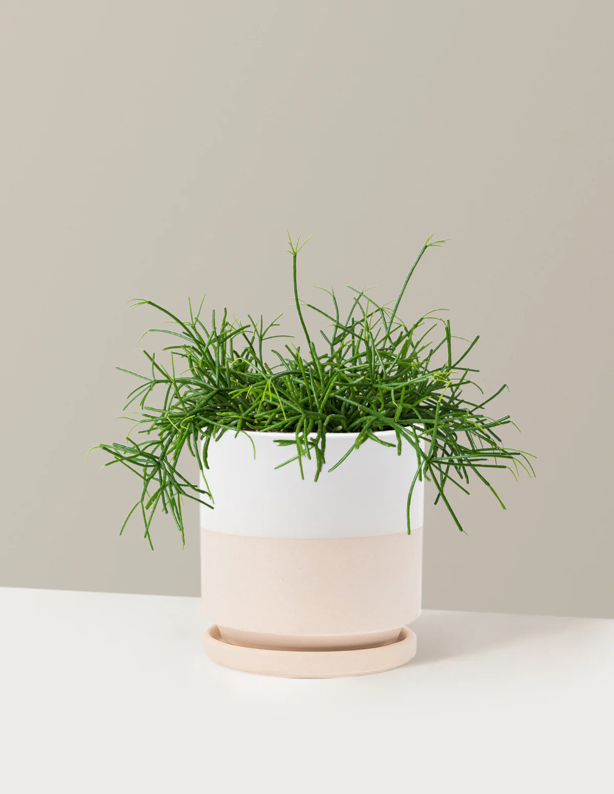 Mistletoe Cactus - Image 14