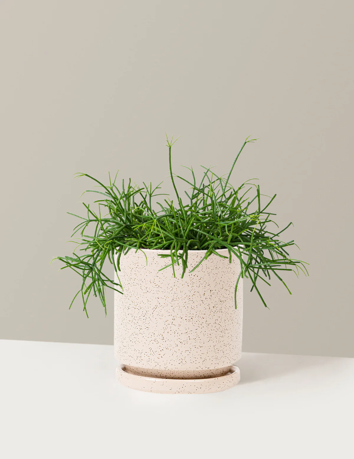 Mistletoe Cactus - Image 15