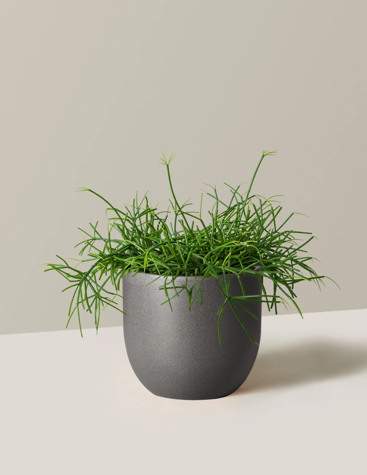 Mistletoe Cactus - Image 16
